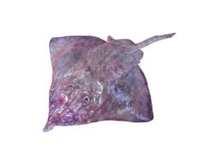 대청도&목포 홍어 한마리7kg이상