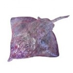 대청도&목포 홍어 한마리7kg이상